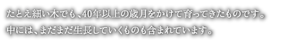 たとえ細い木でも、４０年以上の歳月をかけて育ってきたものです。
中には、まだまだ生長していくものも含まれています。
