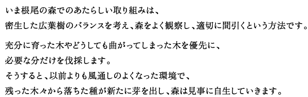 
			 いま根尾の森でのあたらしい取り組みは、
密生した広葉樹のバランスを考え、適切に間引くという方法です。

充分に育った木やどうしても曲がってしまった木を優先に、
必要な分だけを伐採します。そうすると、以前よりも風通しのよくなった環境で、残った木々から落ちた種が新たに芽を出し、森は自生していきます。
